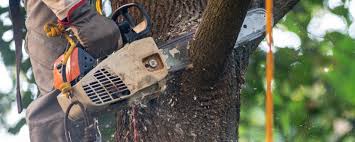 Reliable Banks, OR  Tree Services Solutions