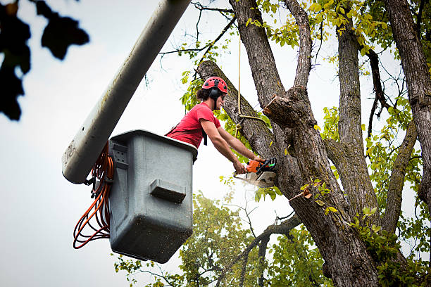 Why Choose Our Tree Removal Services in Banks, OR?